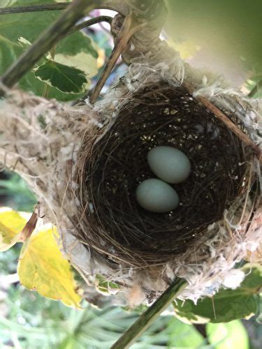 有鳥在家築巢|野鳥庭前築巢 預示居家風水好兆頭 